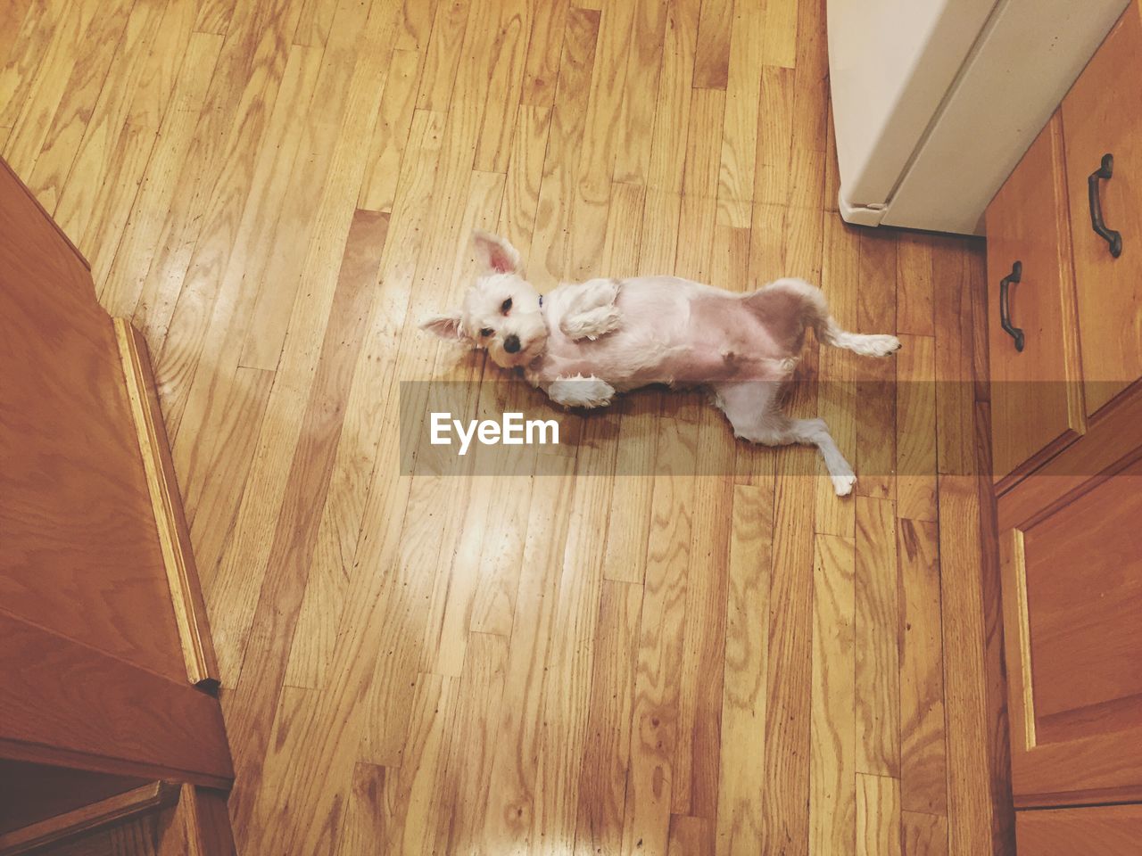 High angle view of dog lying on hardwood floor at home