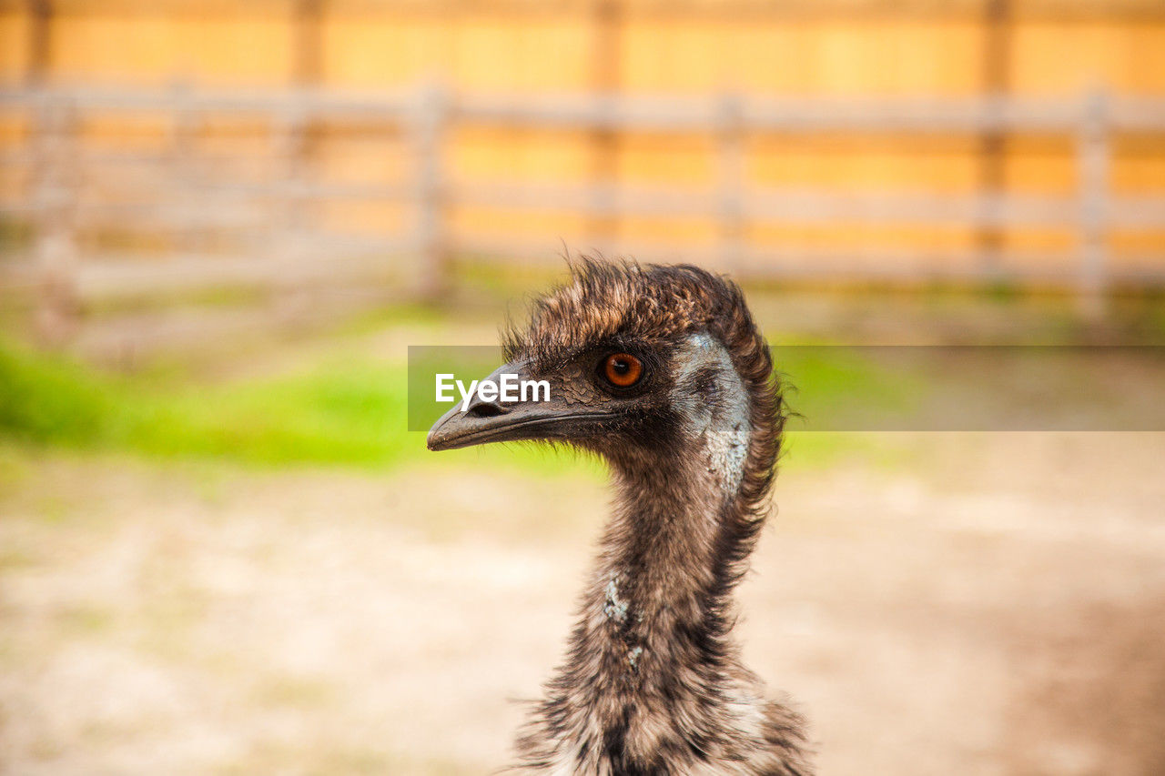 bird, animal themes, animal, beak, one animal, ostrich, emu, ratite, animal wildlife, wildlife, animal body part, close-up, focus on foreground, no people, nature, animal head, day, portrait, outdoors, fence, animals in captivity