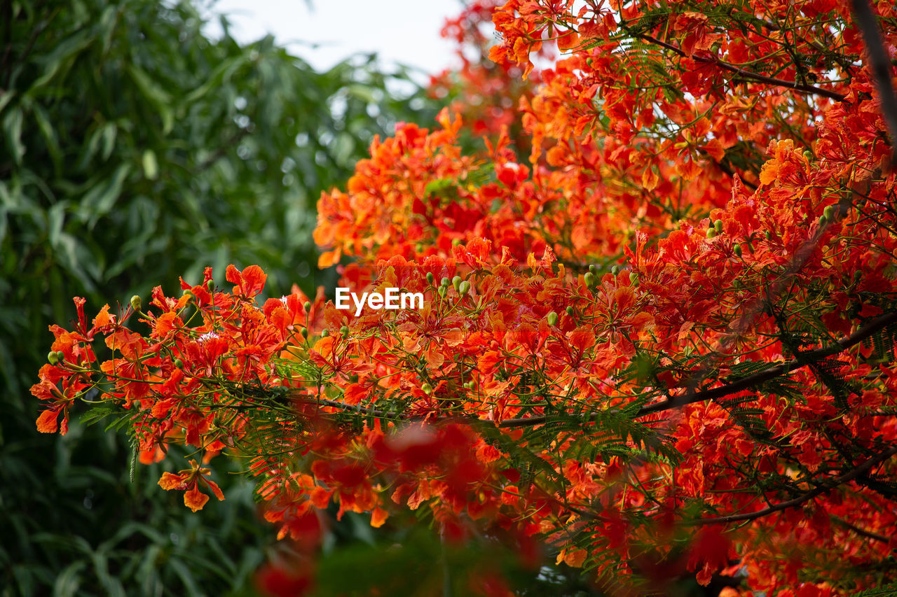 Close-up of red maple leaves on tree