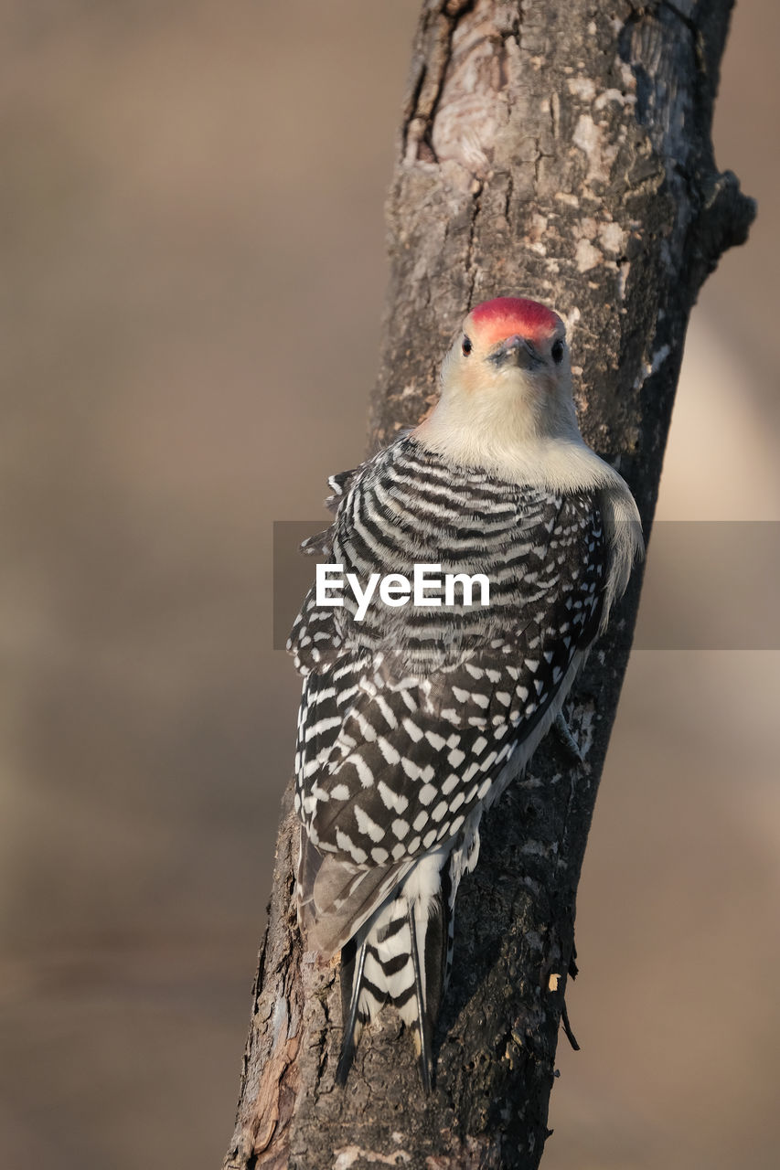 Red-bellied woodpecker