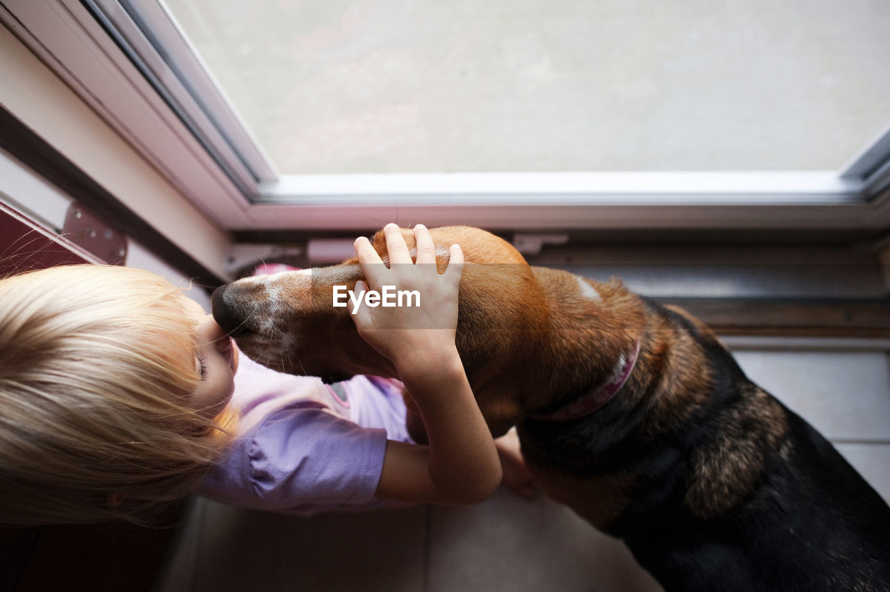 Overhead view of girl petting beagle while standing by window