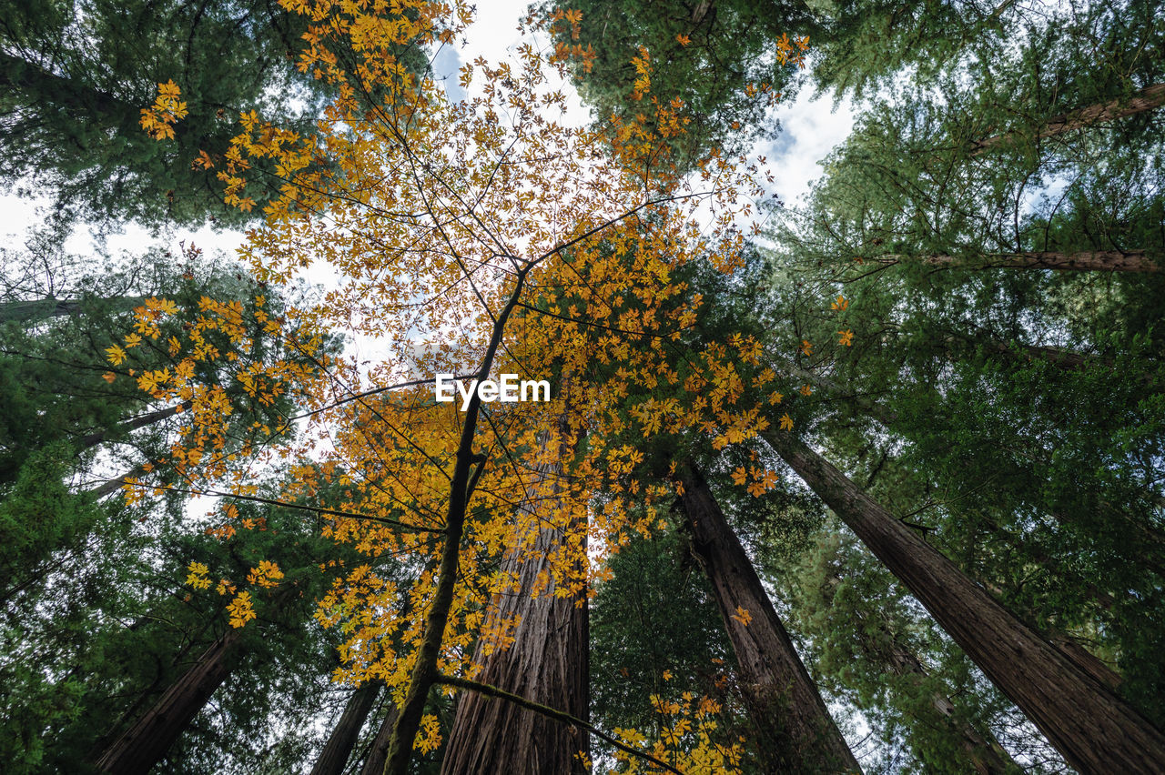 tree, plant, low angle view, growth, leaf, autumn, beauty in nature, nature, no people, forest, tree trunk, tranquility, trunk, sunlight, day, branch, woodland, land, sky, outdoors, plant part, flower, green, tree canopy, yellow, scenics - nature