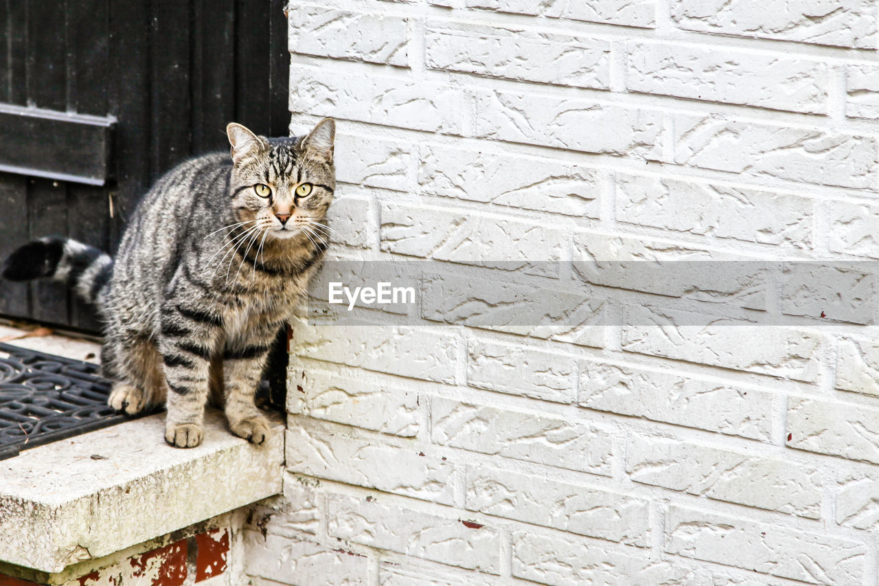 Portrait of tabby cat on steps outside building