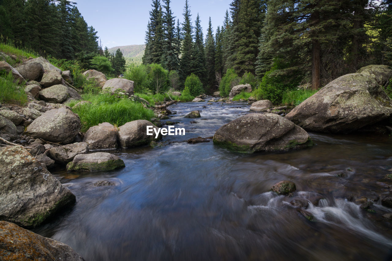 River flowing through forest