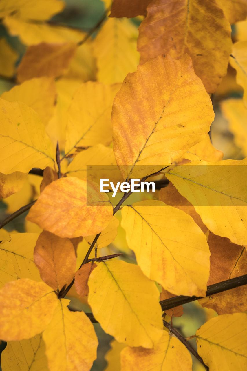 leaf, plant part, yellow, autumn, tree, nature, plant, beauty in nature, close-up, no people, branch, day, outdoors, leaf vein, maple leaf, backgrounds, focus on foreground, leaves, sunlight, dry, full frame, tranquility, orange color, pattern, land