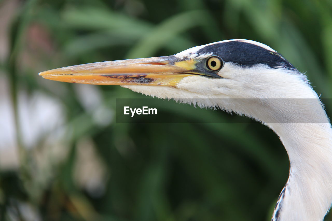 Close-up of gray heron