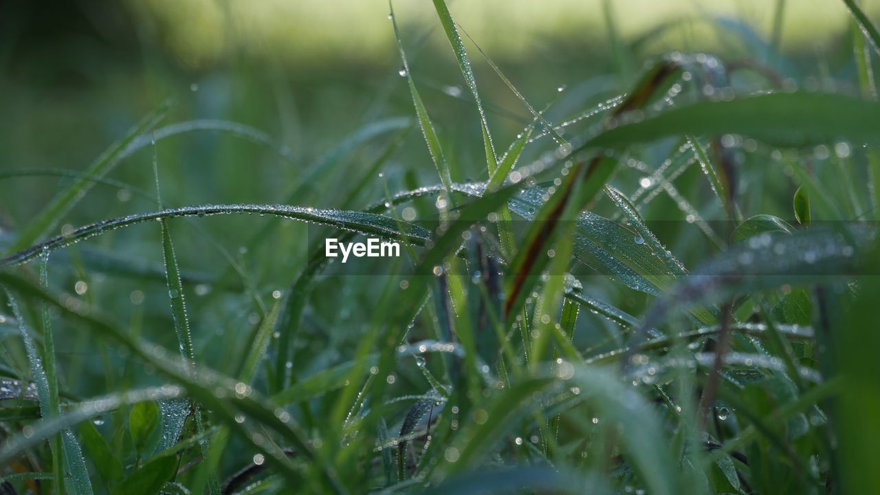 grass, plant, green, growth, drop, wet, moisture, nature, dew, lawn, plant stem, meadow, selective focus, water, no people, beauty in nature, flower, leaf, close-up, field, macro photography, land, rain, hierochloe, blade of grass, day, freshness, grassland, outdoors, prairie, tranquility, environment, plant part, focus on foreground, agriculture
