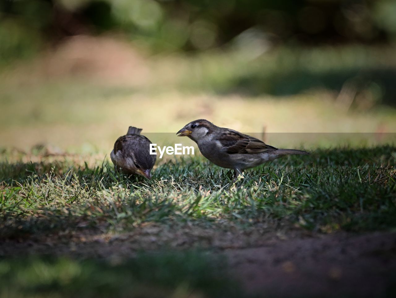 BIRD PERCHING ON A GRASS