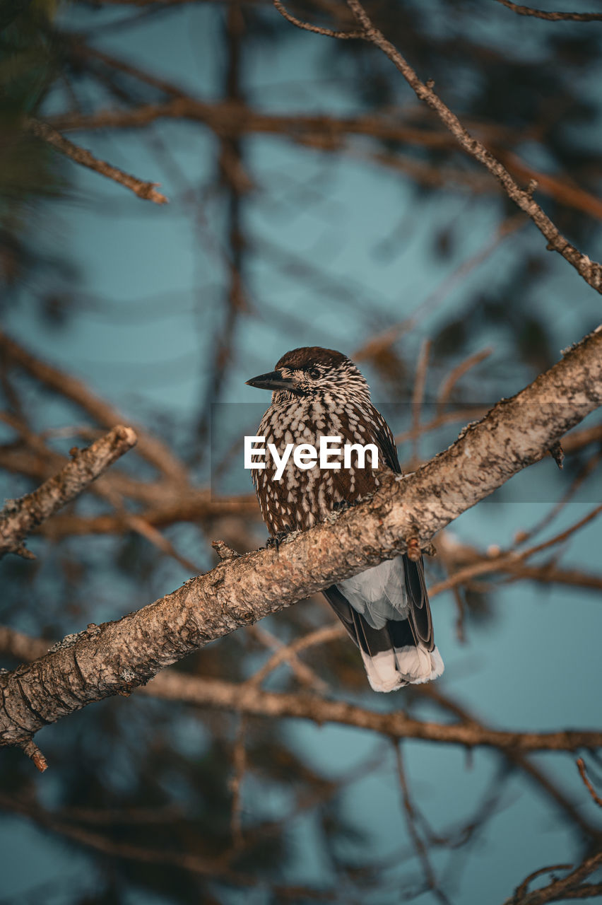 low angle view of bird perching on tree