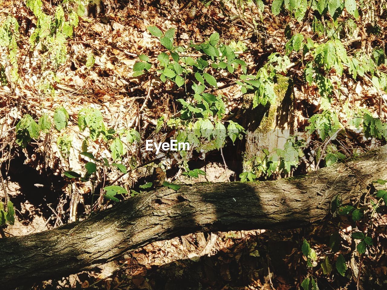 PLANTS GROWING ON TREE TRUNK IN FOREST