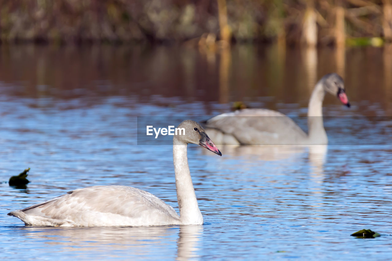 SWAN SWIMMING IN LAKE