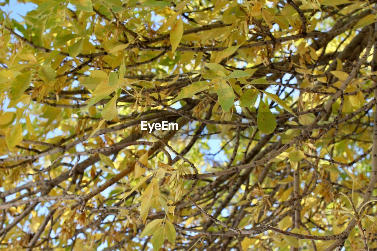 LOW ANGLE VIEW OF TREE AGAINST BRIGHT SUN