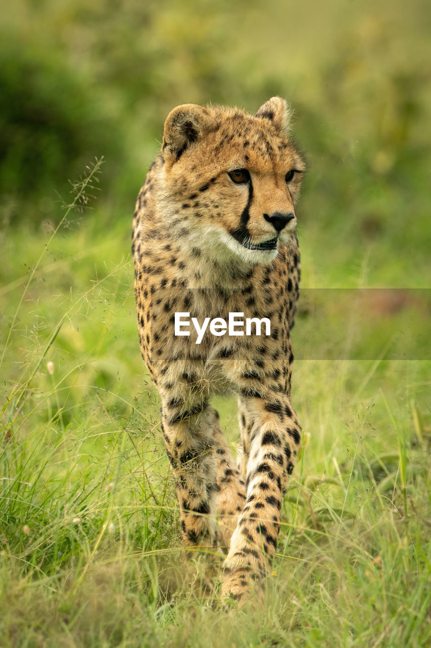 Cheetah cub walks through grass looking right