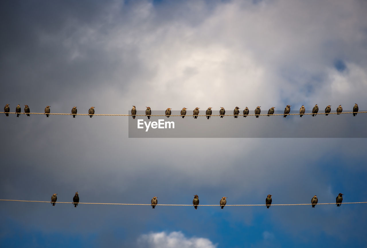 Low angle view of birds perching on cable against sky