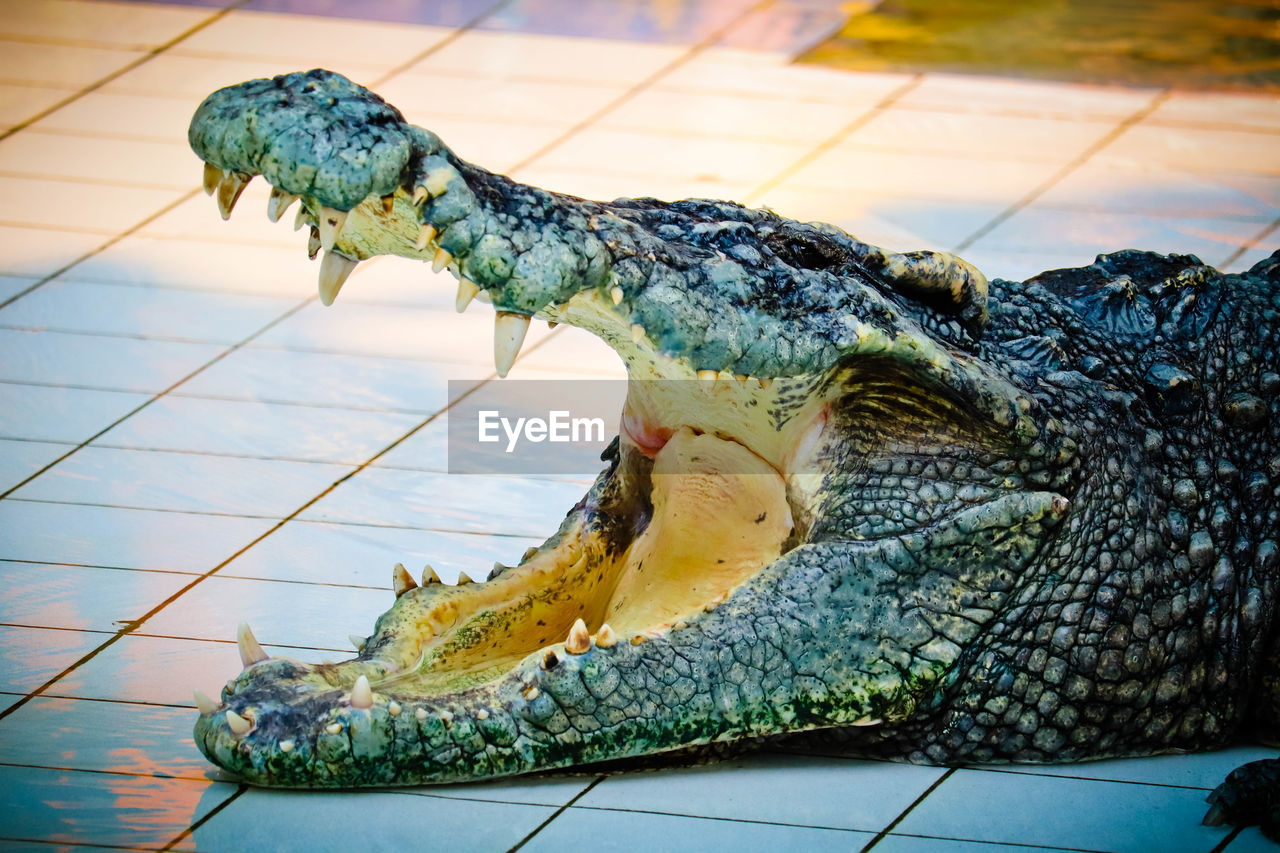 CLOSE-UP OF A LIZARD ON A FLOOR