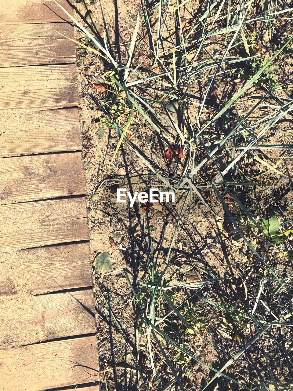 HIGH ANGLE VIEW OF TREES IN FOREST