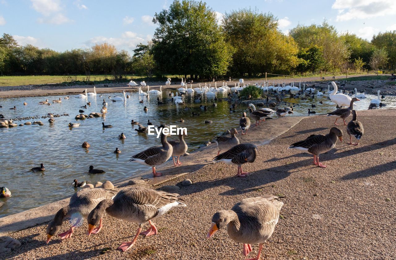 FLOCK OF BIRDS IN LAKE