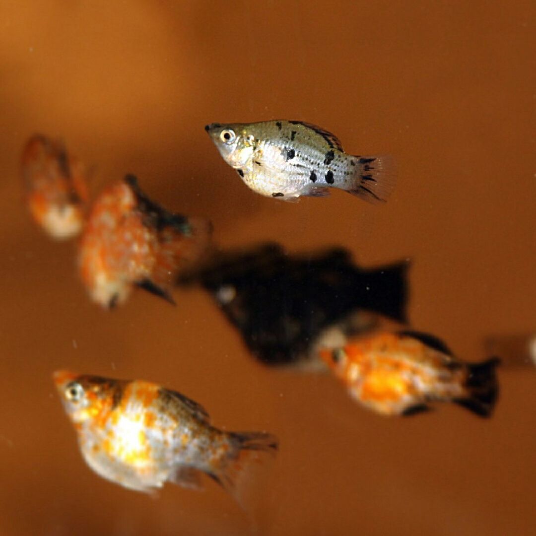 Side view of fish underwater