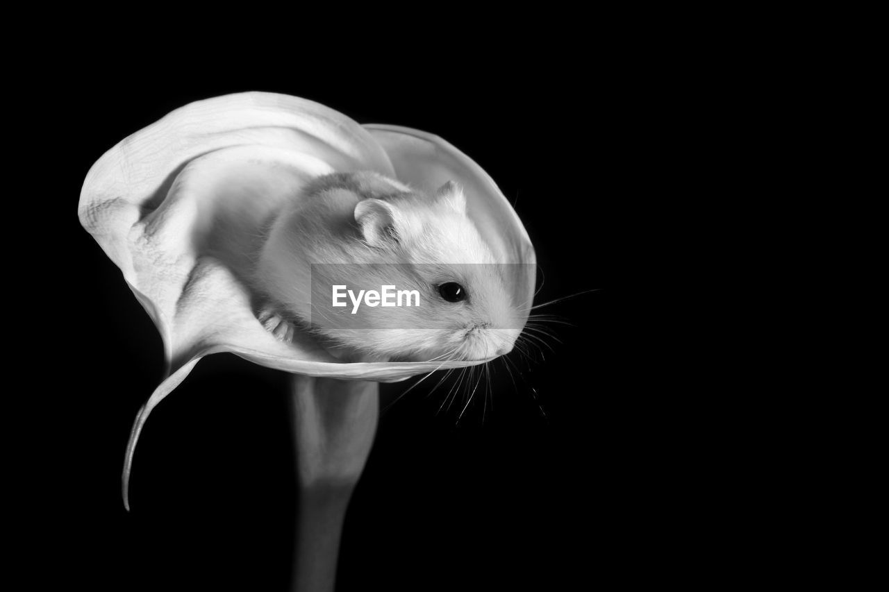 Close-up of small mouse on calla lily against black background