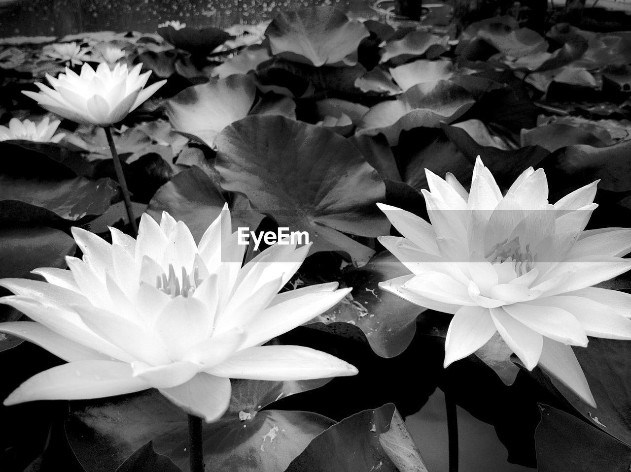 HIGH ANGLE VIEW OF WATER LILIES IN WHITE LILY