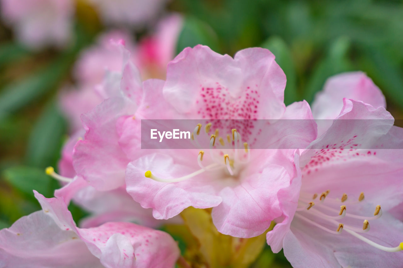 Close-up of pink flowering plant