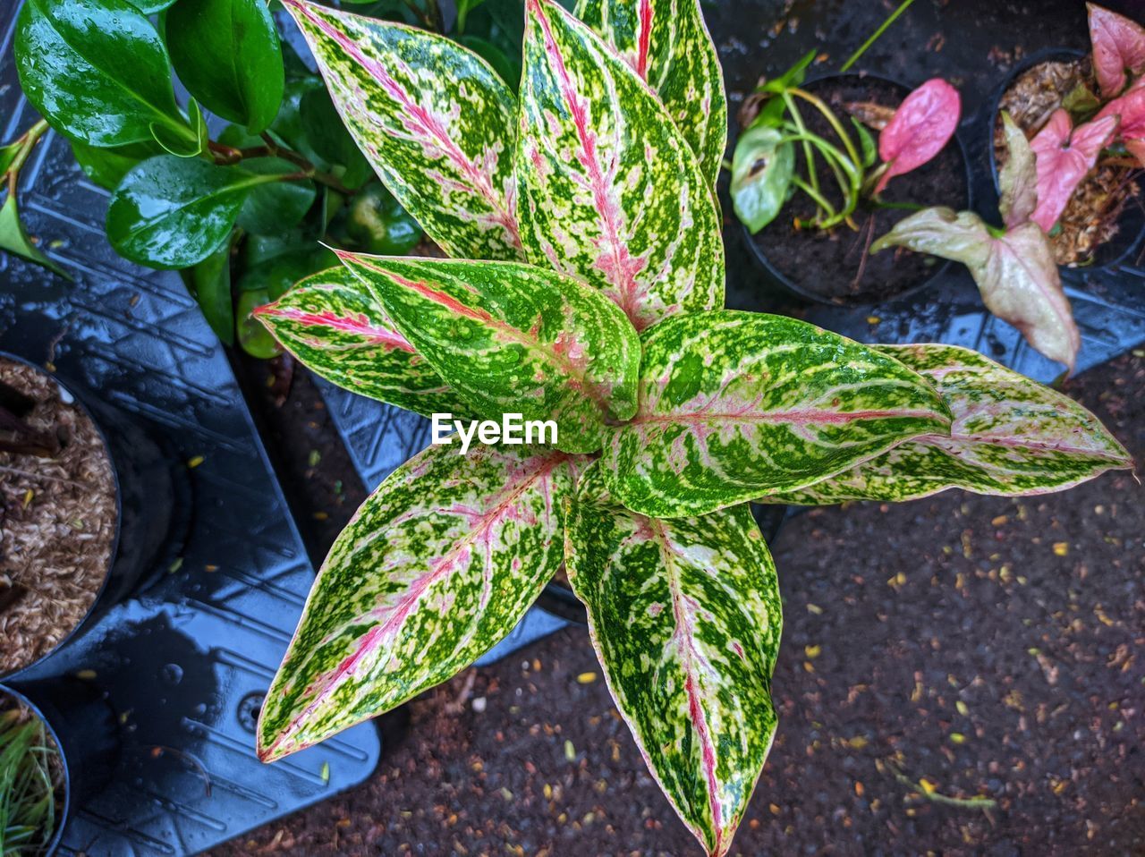 leaf, plant part, plant, high angle view, nature, flower, no people, green, food, food and drink, garden, growth, freshness, day, outdoors, healthy eating, directly above, beauty in nature