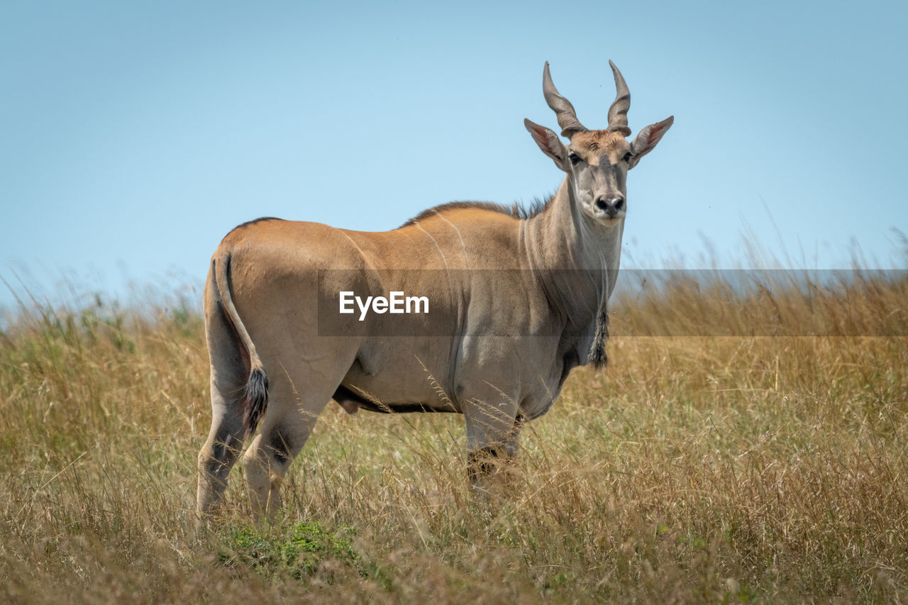 Common eland stands in grass eyeing camera