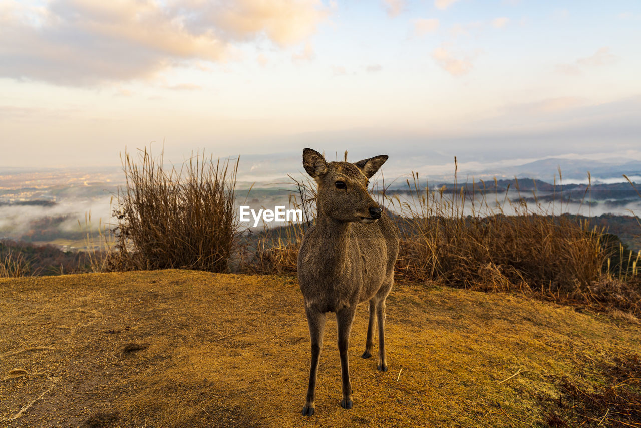 Sea of clouds and deer seen from mt. wakakusa, nara
