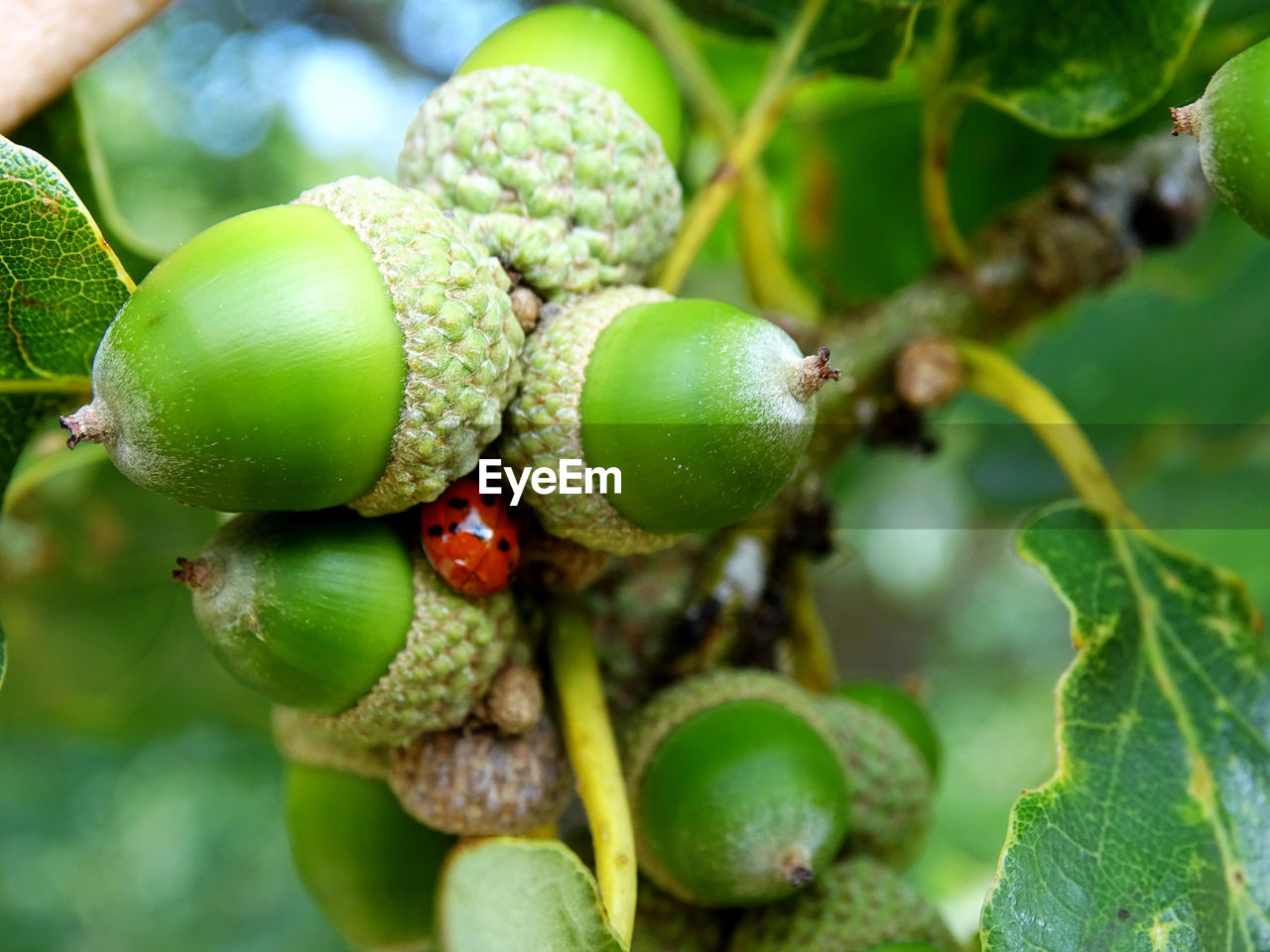 Close-up of ladybug on acorns