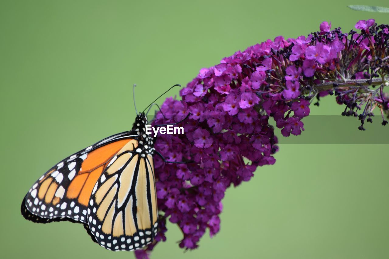 Close-up of butterfly pollinating on purple flower