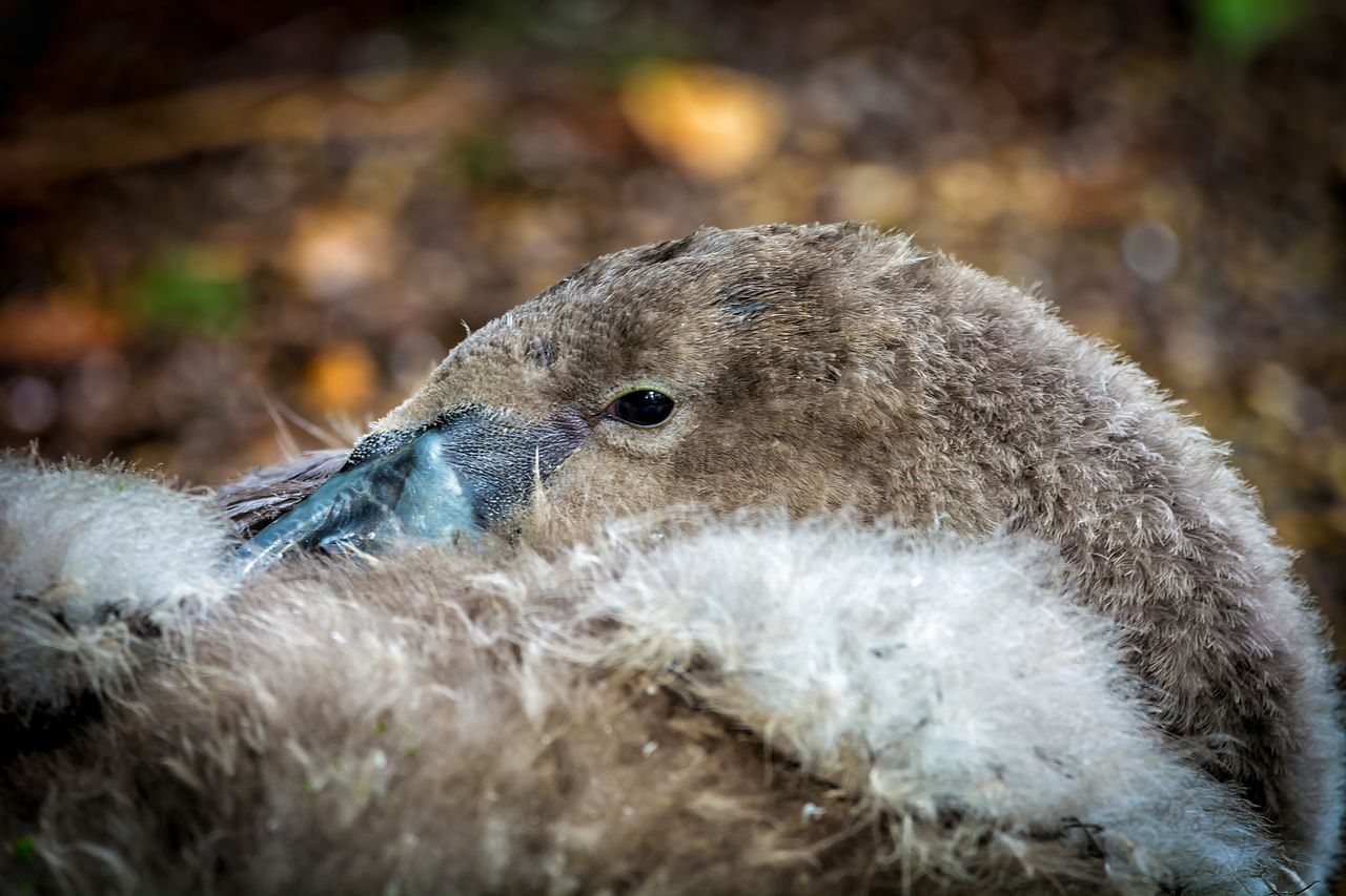 CLOSE-UP OF ANIMAL HEAD