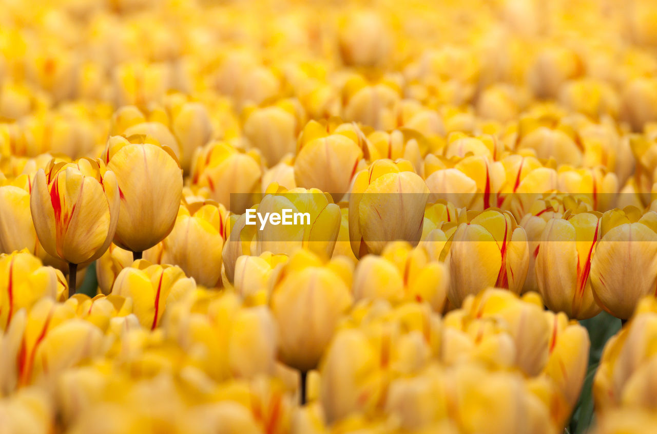 Full frame shot of tulips blooming on field