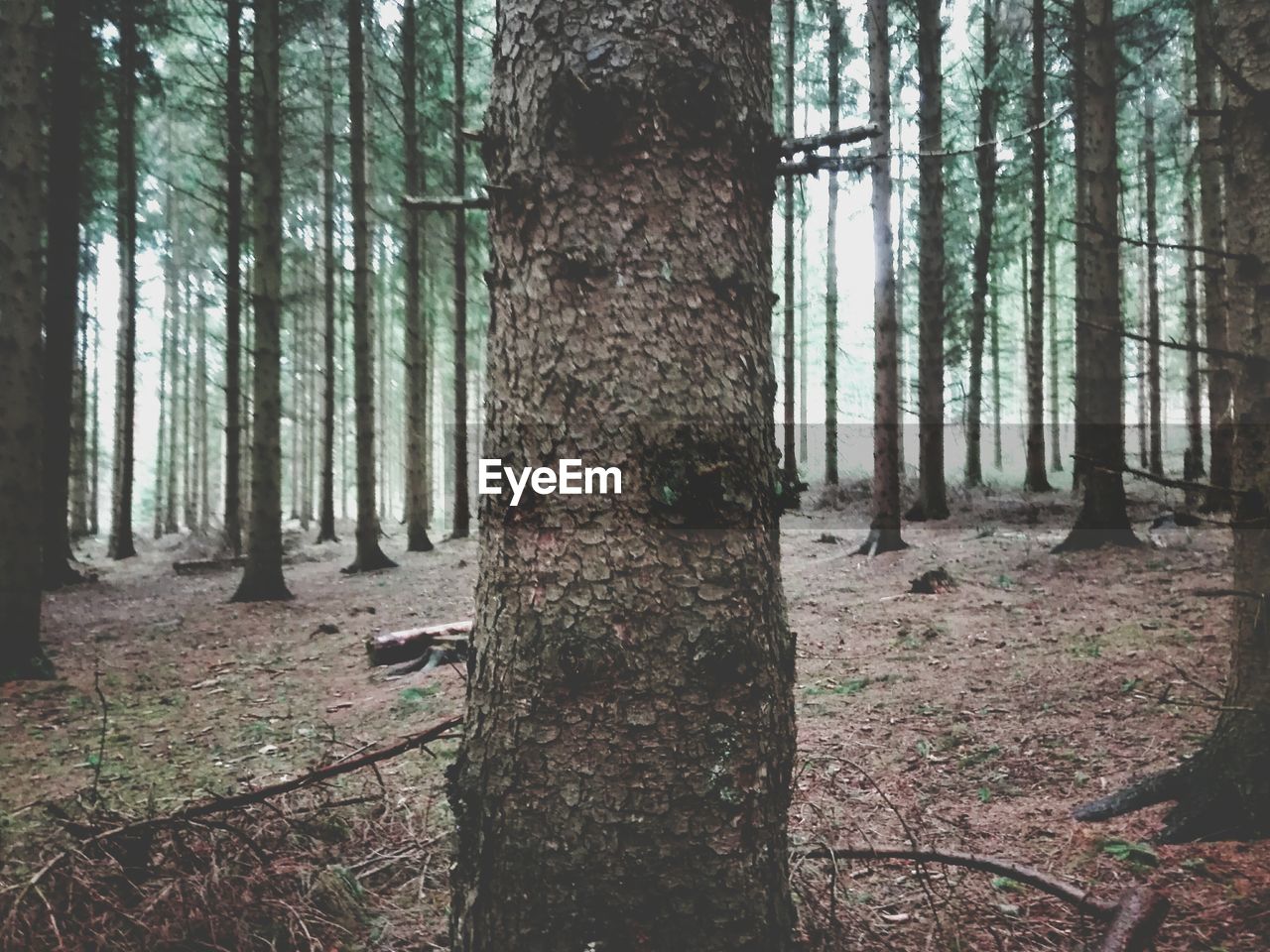 TREES ON LANDSCAPE IN FOREST