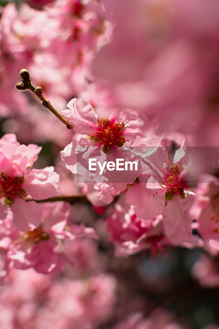 Almonds bloom in the spring garden. beautiful bright pale pink background. a flowering tree branch 