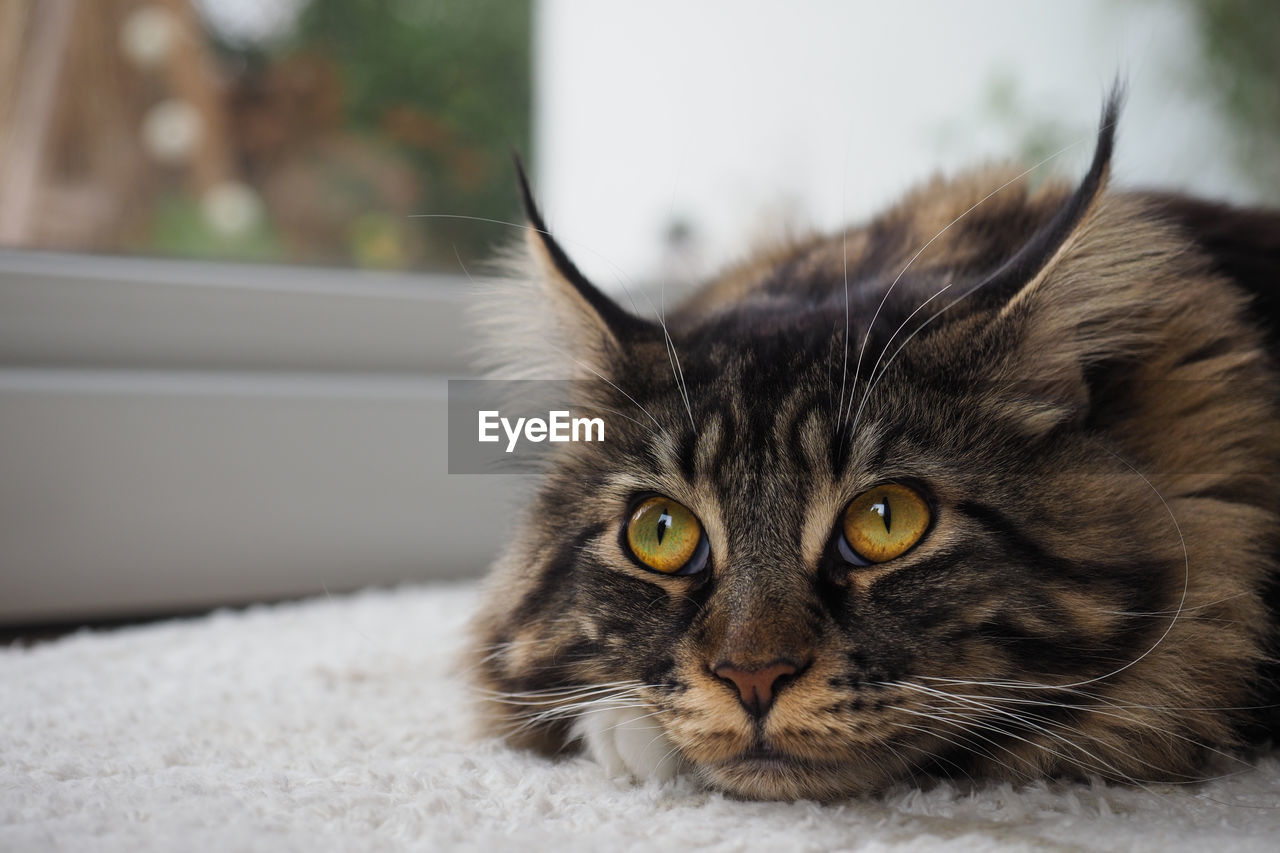 CLOSE-UP PORTRAIT OF CAT ON FLOOR