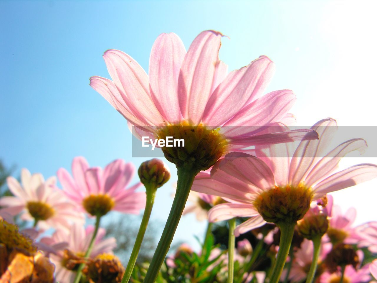 Close-up of pink flower against sky