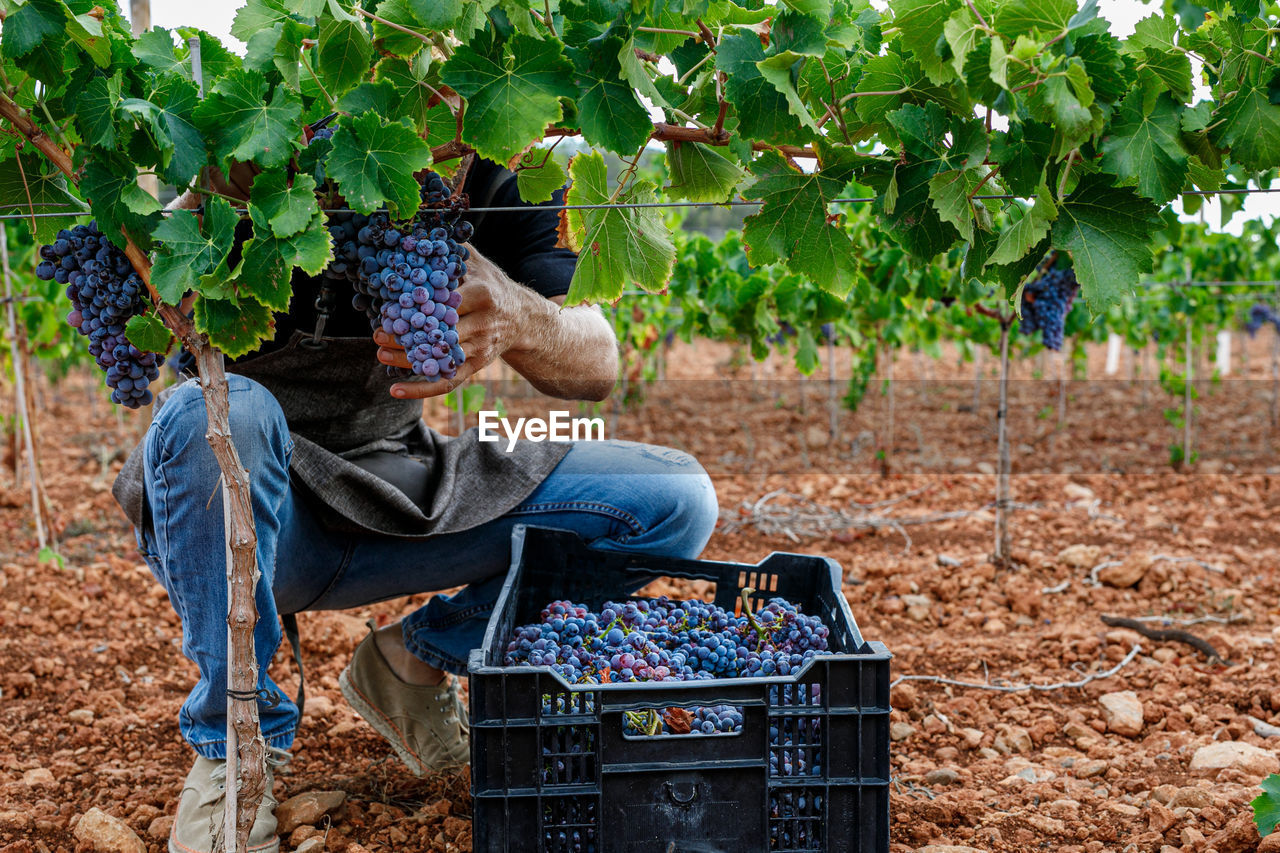 Man farmer crouching down collecting bunches of grapes and putting fruit into box while working on vineyard