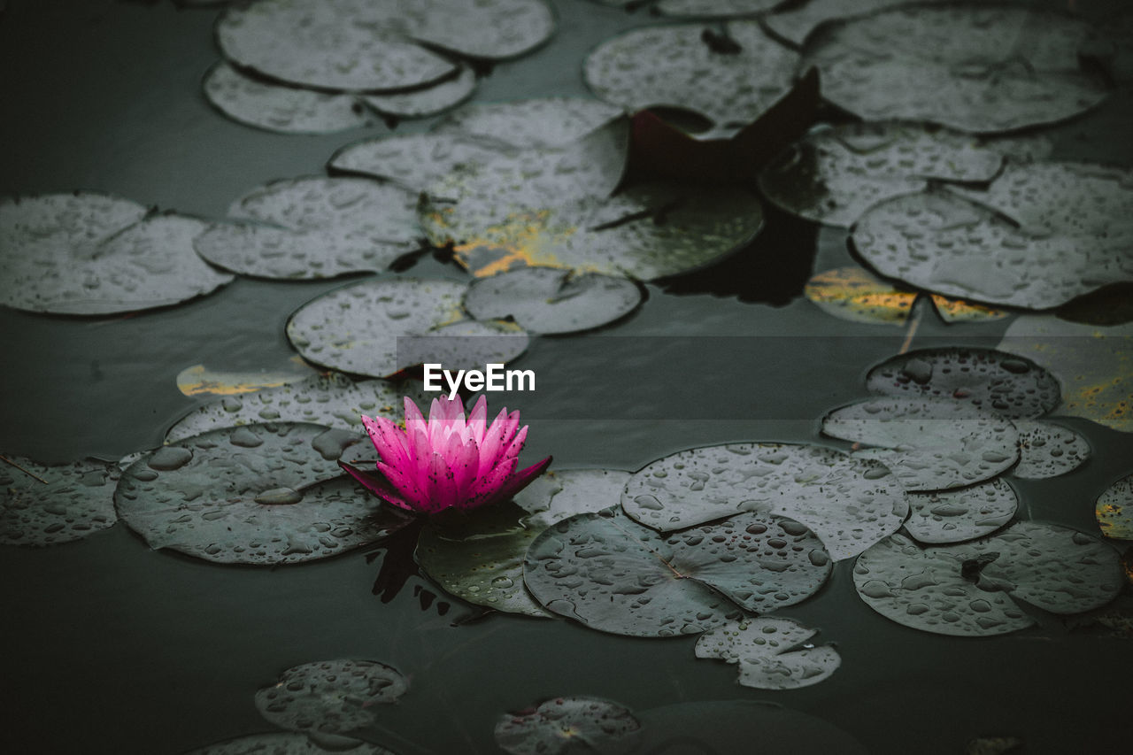 CLOSE-UP OF PINK WATER LILY