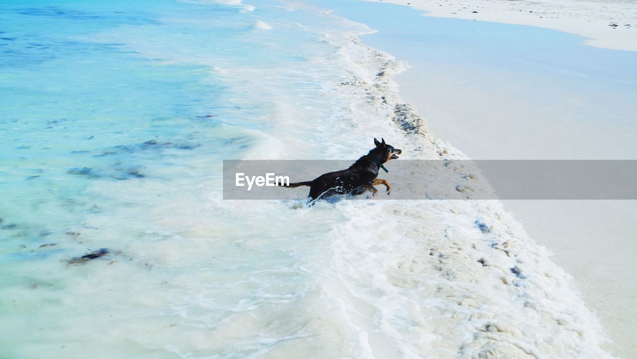 High angle view of dog playing at beach