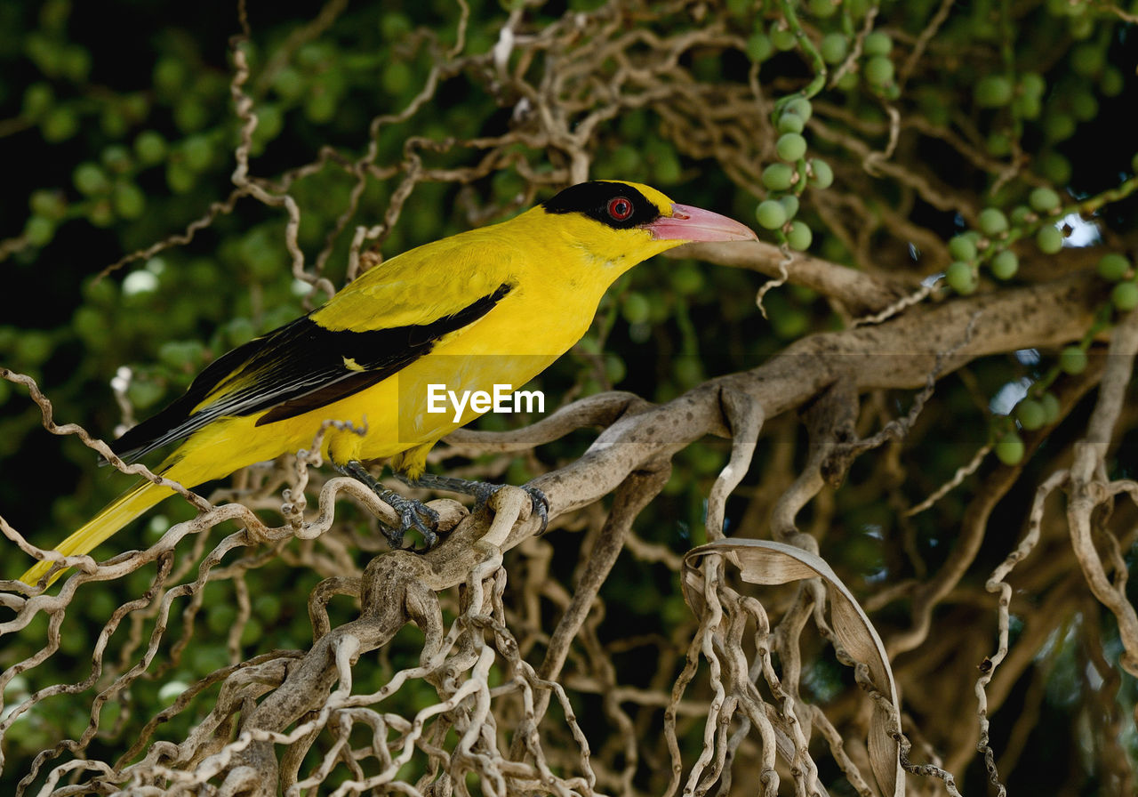 CLOSE-UP OF A BIRD PERCHING ON BRANCH