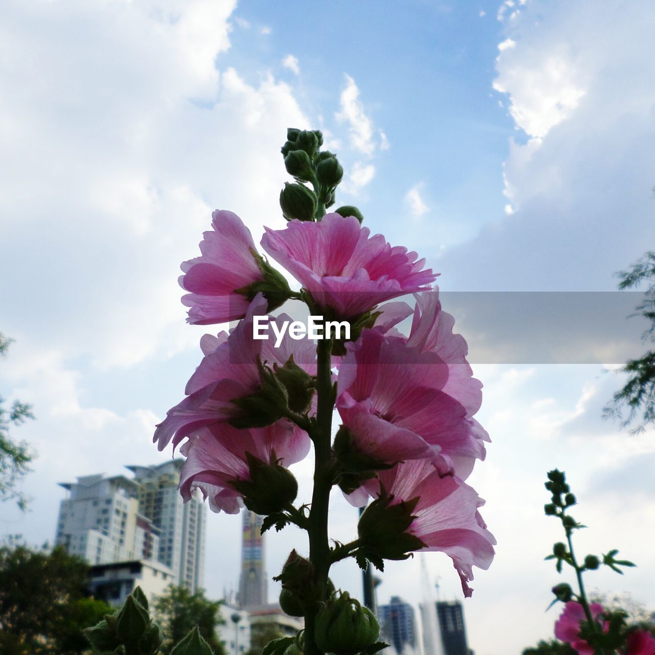 LOW ANGLE VIEW OF PINK FLOWERS AGAINST SKY