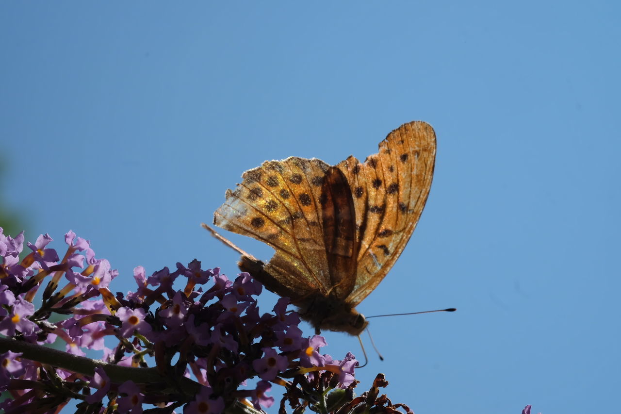 BUTTERFLY ON ROCK