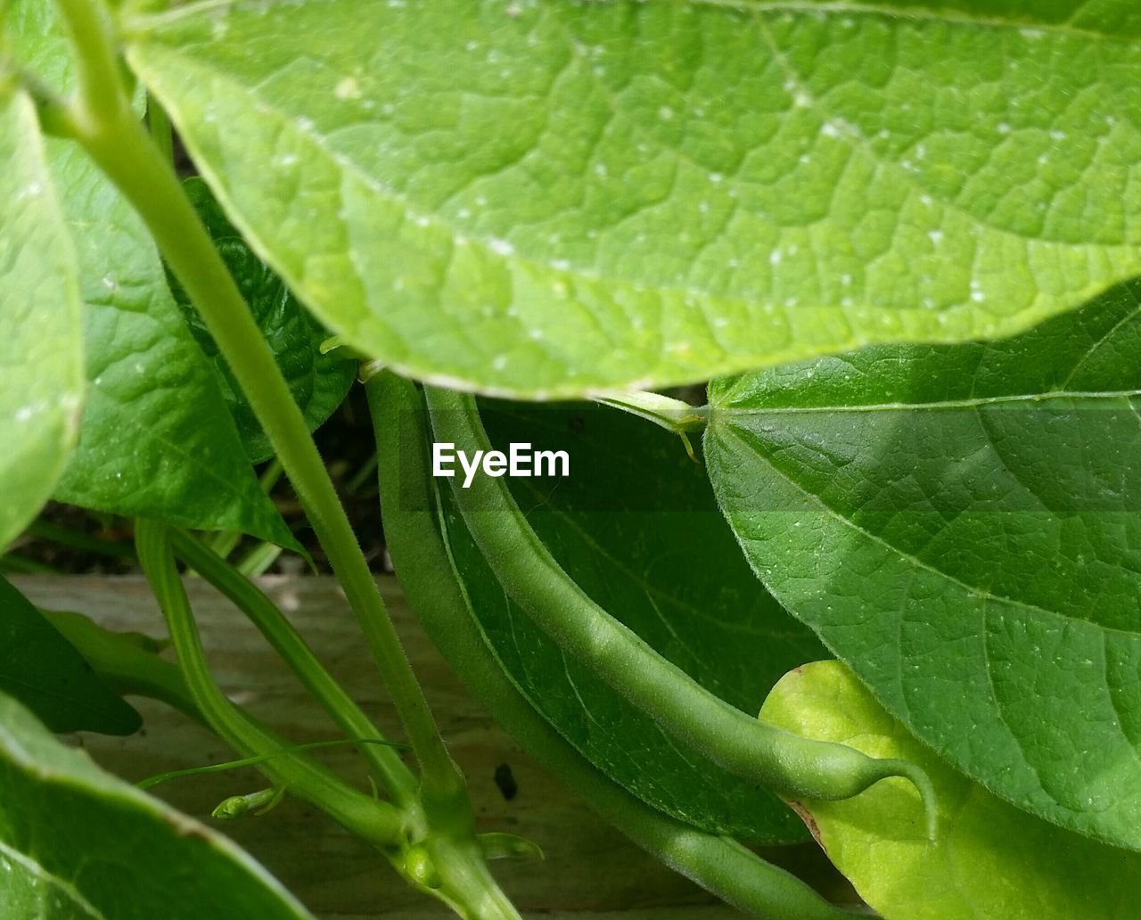 Close-up of fresh green leaf