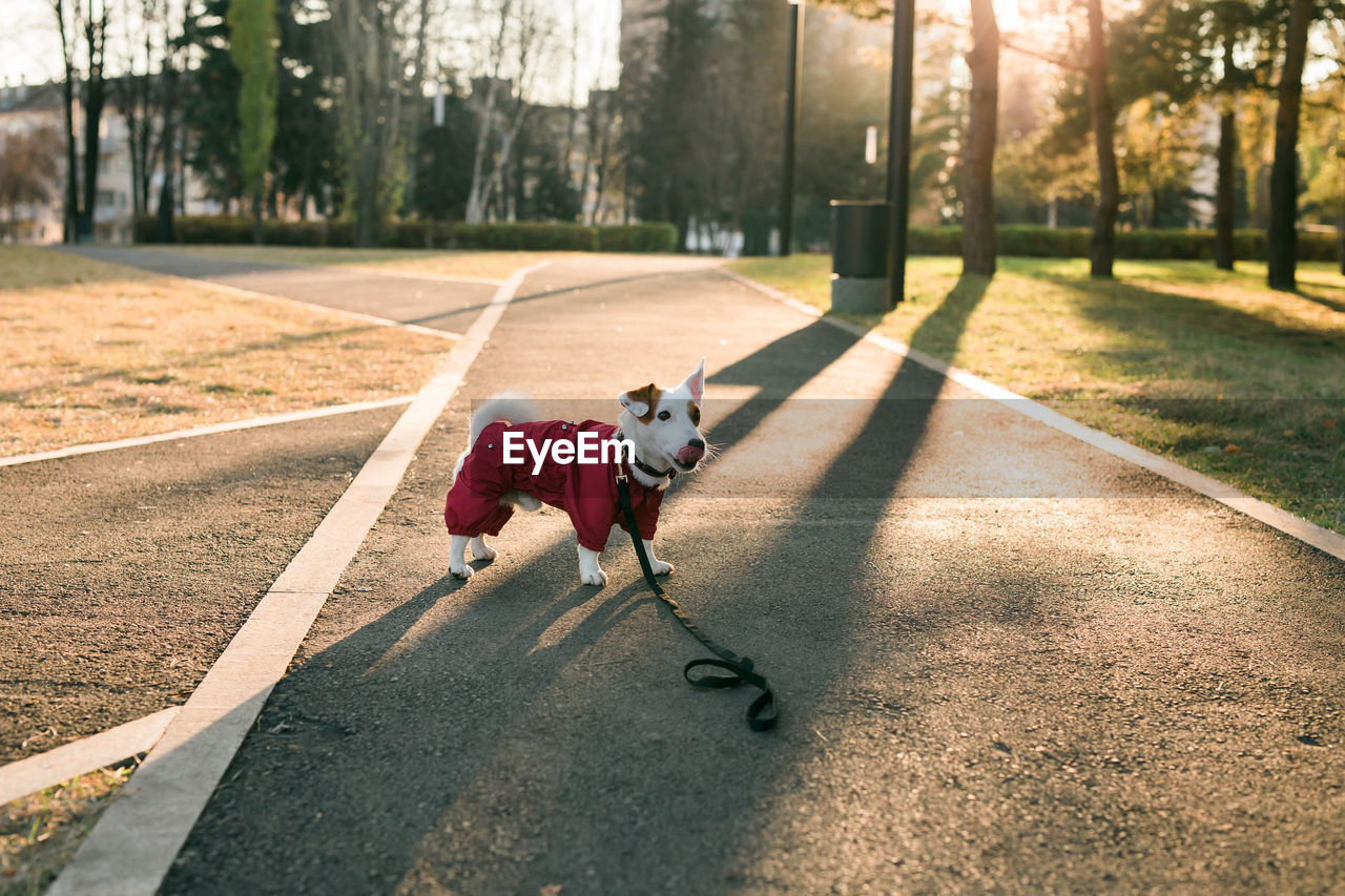 rear view of woman walking on road