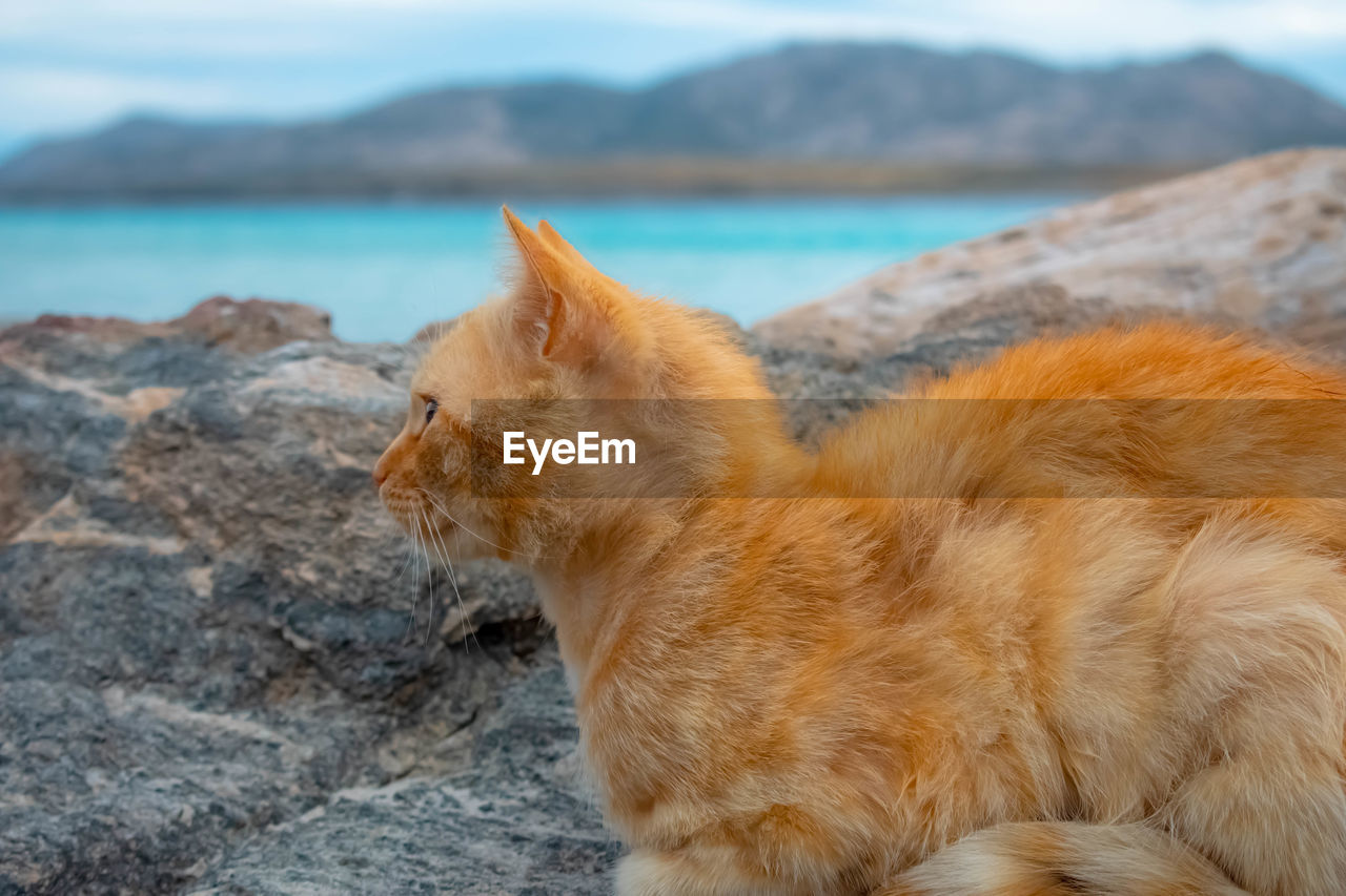 VIEW OF A CAT ON ROCK