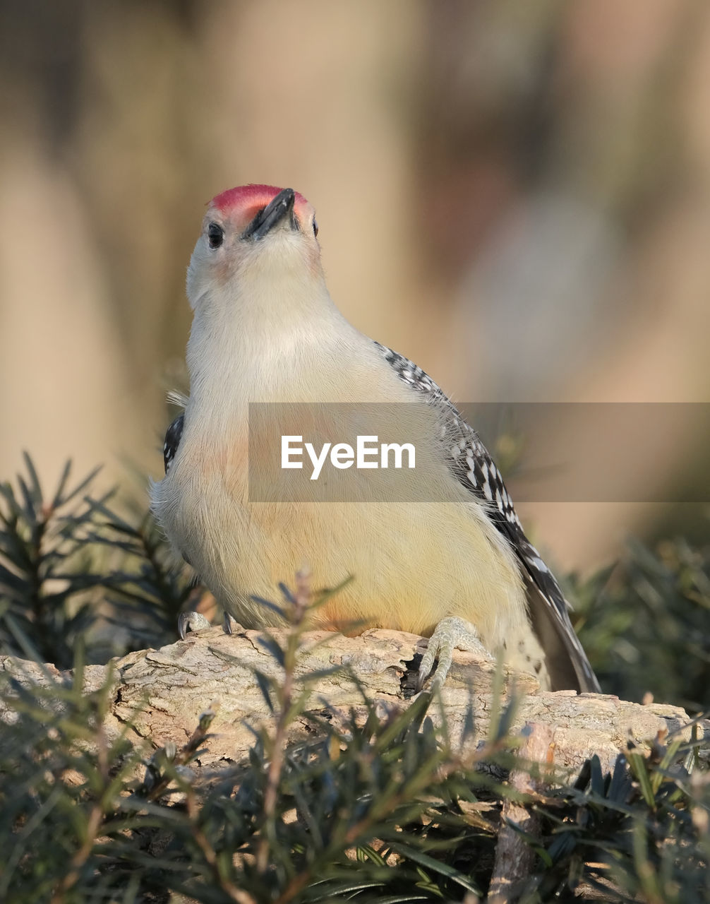 Red-bellied woodpecker