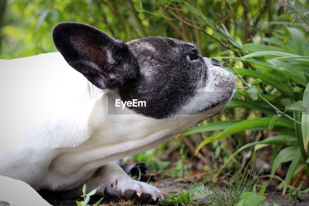 CLOSE-UP OF A DOG ON FIELD