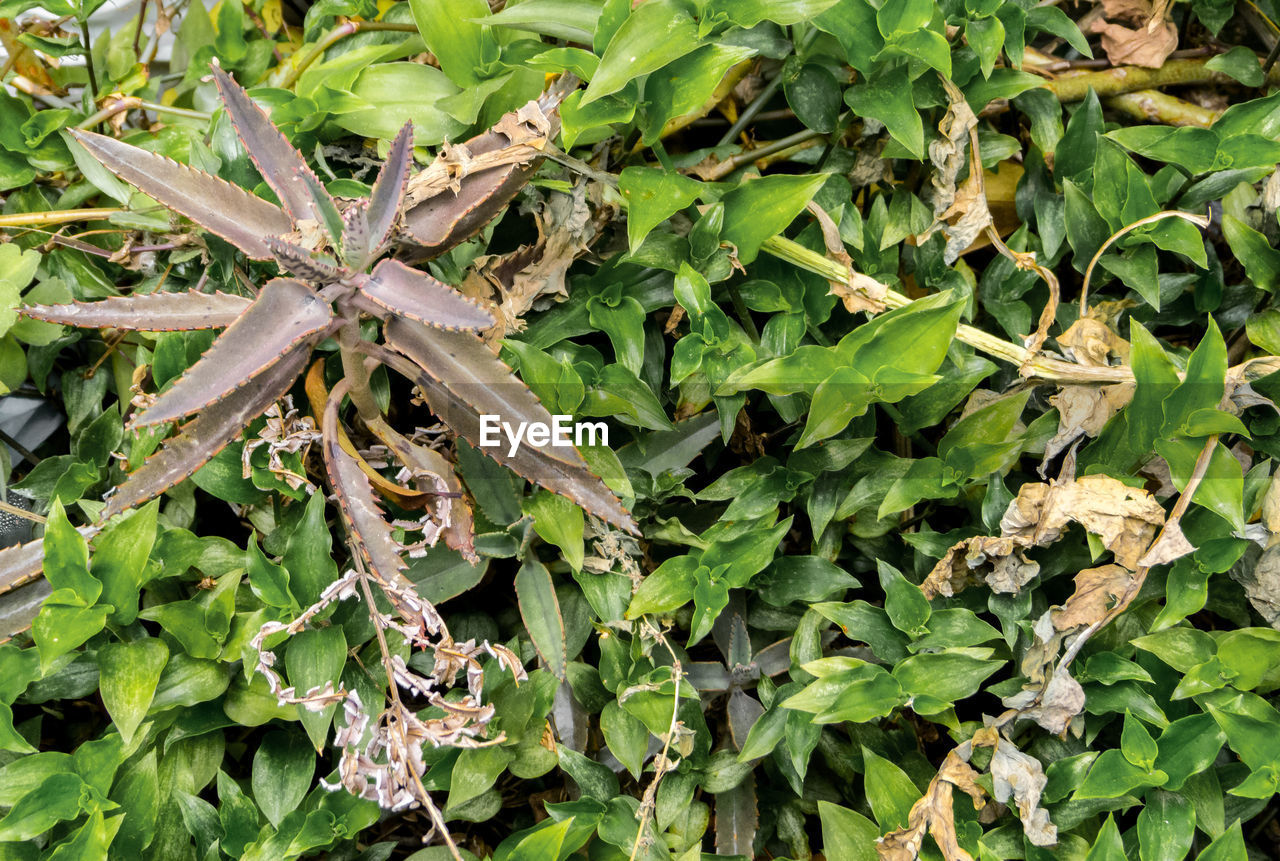 CLOSE-UP OF INSECT ON LEAVES