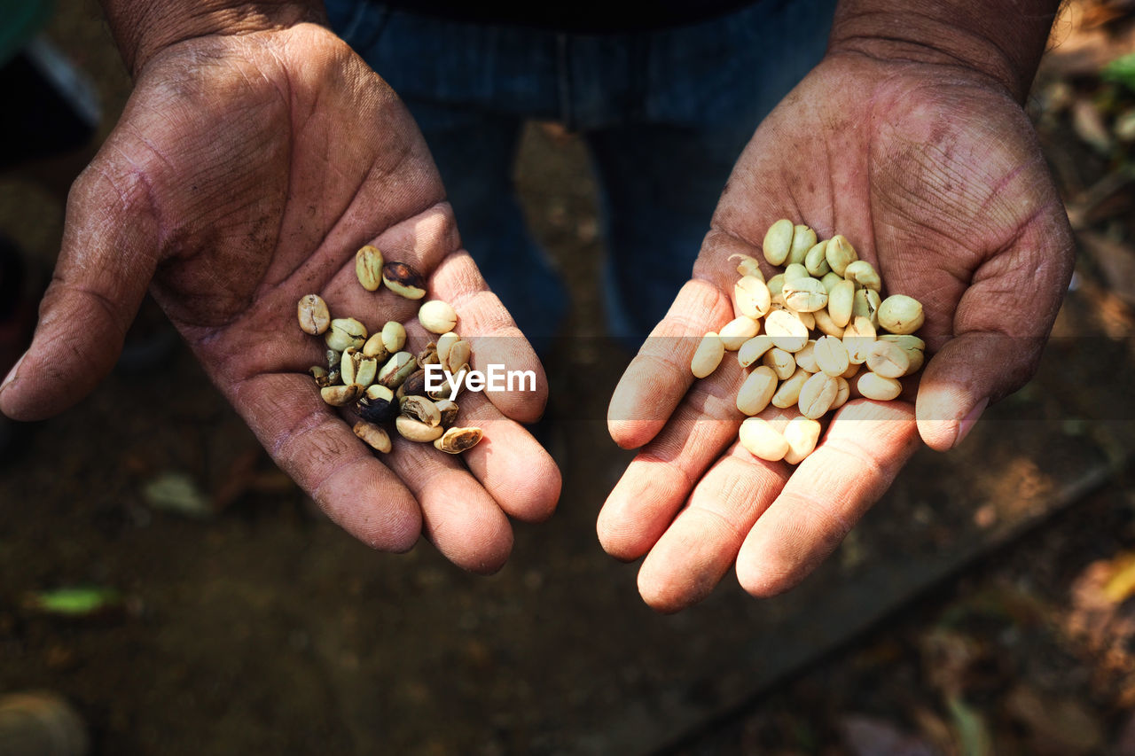 Close-up of person hand holding raw coffee beans