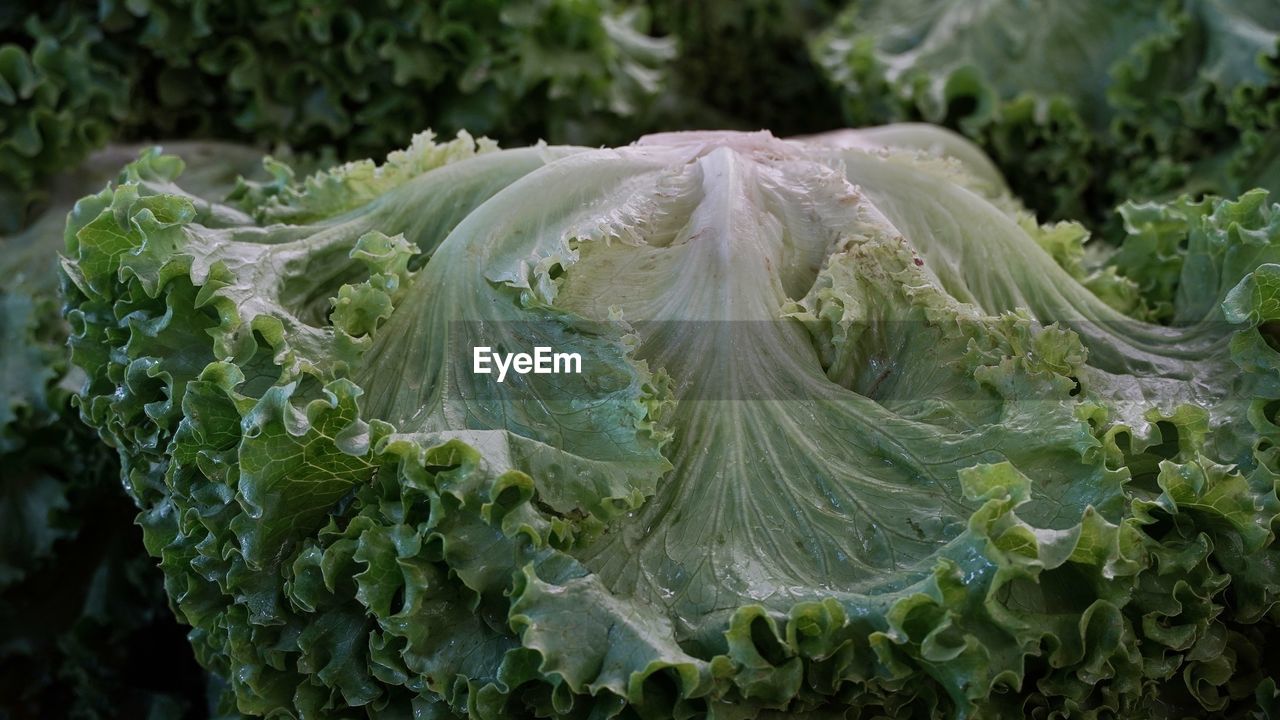 cabbage, food and drink, vegetable, food, healthy eating, produce, green, leaf vegetable, freshness, plant part, leaf, nature, no people, wellbeing, growth, plant, close-up, organic, agriculture, kale, land, outdoors, flower